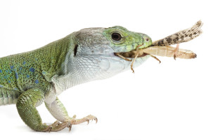Visioconférence "L'élevage des insectivores : UVB, élevage des proies et valeur énergétique" - dimanche 26 juin 2022